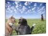 Cats and dogs-Bryan Allen-Mounted Photographic Print