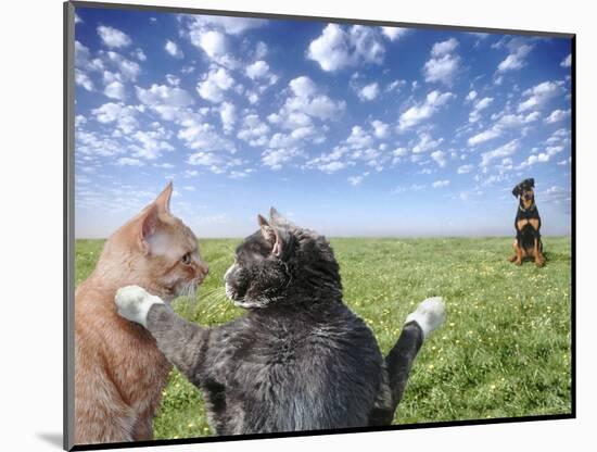 Cats and dogs-Bryan Allen-Mounted Photographic Print
