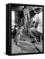 Cats Blackie and Brownie Catching Squirts of Milk During Milking at Arch Badertscher's Dairy Farm-Nat Farbman-Framed Stretched Canvas