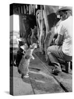 Cats Blackie and Brownie Catching Squirts of Milk During Milking at Arch Badertscher's Dairy Farm-Nat Farbman-Stretched Canvas