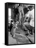 Cats Blackie and Brownie Catching Squirts of Milk During Milking at Arch Badertscher's Dairy Farm-Nat Farbman-Framed Stretched Canvas