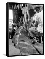 Cats Blackie and Brownie Catching Squirts of Milk During Milking at Arch Badertscher's Dairy Farm-Nat Farbman-Framed Stretched Canvas