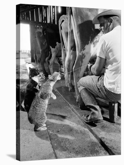 Cats Blackie and Brownie Catching Squirts of Milk During Milking at Arch Badertscher's Dairy Farm-Nat Farbman-Stretched Canvas