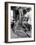 Cats Blackie and Brownie Catching Squirts of Milk During Milking at Arch Badertscher's Dairy Farm-Nat Farbman-Framed Premium Photographic Print