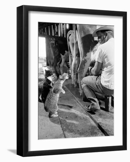 Cats Blackie and Brownie Catching Squirts of Milk During Milking at Arch Badertscher's Dairy Farm-Nat Farbman-Framed Premium Photographic Print