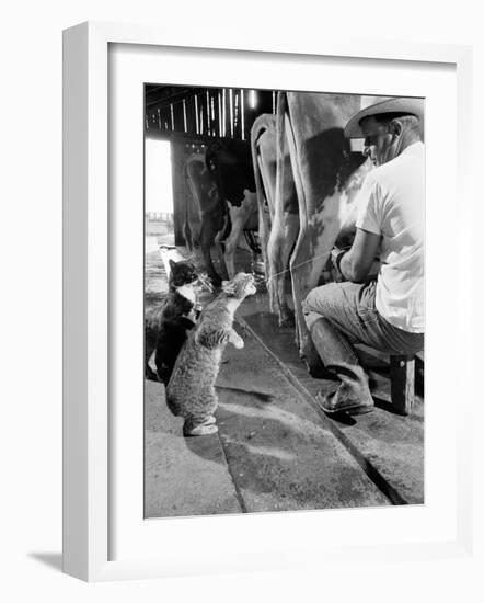 Cats Blackie and Brownie Catching Squirts of Milk During Milking at Arch Badertscher's Dairy Farm-Nat Farbman-Framed Premium Photographic Print