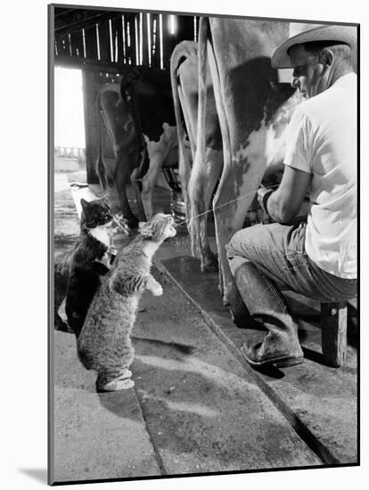 Cats Blackie and Brownie Catching Squirts of Milk During Milking at Arch Badertscher's Dairy Farm-Nat Farbman-Mounted Premium Photographic Print