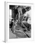 Cats Blackie and Brownie Catching Squirts of Milk During Milking at Arch Badertscher's Dairy Farm-Nat Farbman-Framed Premium Photographic Print