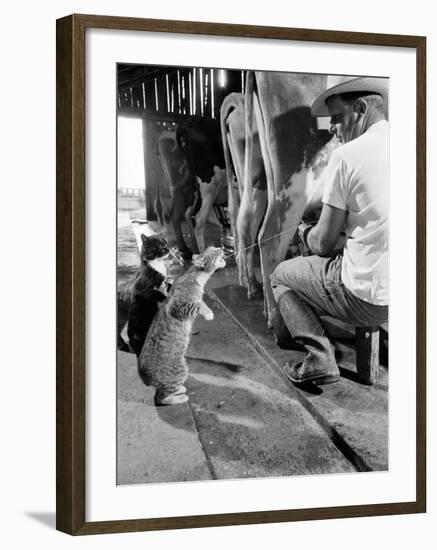 Cats Blackie and Brownie Catching Squirts of Milk During Milking at Arch Badertscher's Dairy Farm-Nat Farbman-Framed Premium Photographic Print