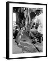 Cats Blackie and Brownie Catching Squirts of Milk During Milking at Arch Badertscher's Dairy Farm-Nat Farbman-Framed Premium Photographic Print