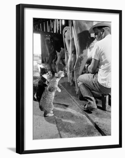 Cats Blackie and Brownie Catching Squirts of Milk During Milking at Arch Badertscher's Dairy Farm-Nat Farbman-Framed Premium Photographic Print