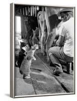 Cats Blackie and Brownie Catching Squirts of Milk During Milking at Arch Badertscher's Dairy Farm-Nat Farbman-Framed Photographic Print