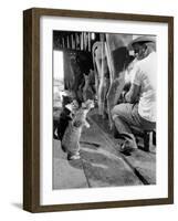 Cats Blackie and Brownie Catching Squirts of Milk During Milking at Arch Badertscher's Dairy Farm-Nat Farbman-Framed Photographic Print