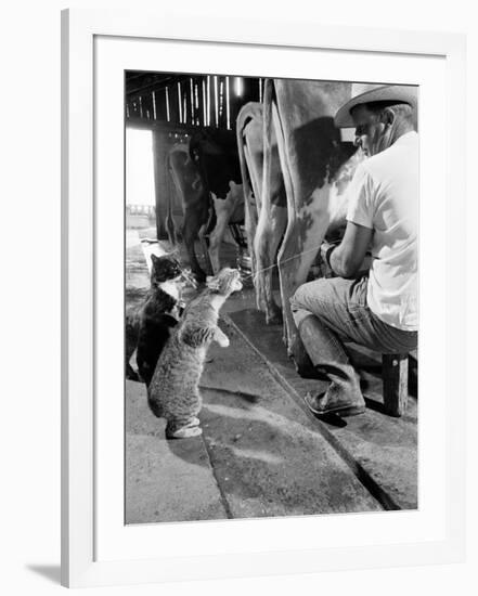 Cats Blackie and Brownie Catching Squirts of Milk During Milking at Arch Badertscher's Dairy Farm-Nat Farbman-Framed Photographic Print