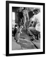 Cats Blackie and Brownie Catching Squirts of Milk During Milking at Arch Badertscher's Dairy Farm-Nat Farbman-Framed Photographic Print