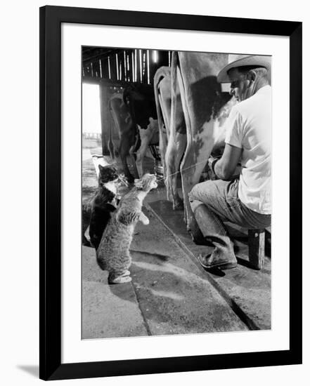 Cats Blackie and Brownie Catching Squirts of Milk During Milking at Arch Badertscher's Dairy Farm-Nat Farbman-Framed Photographic Print