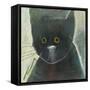 Cats Eyes-Tim Nyberg-Framed Stretched Canvas