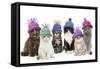 Cats, Group Wearing Woolly Hat-null-Framed Stretched Canvas