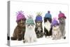 Cats, Group Wearing Woolly Hat-null-Stretched Canvas