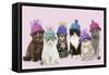 Cats, Group Wearing Woolly Hat-null-Framed Stretched Canvas