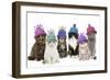Cats, Group Wearing Woolly Hat-null-Framed Photographic Print