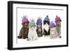 Cats, Group Wearing Woolly Hat-null-Framed Photographic Print