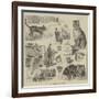 Cats' Home at Battersea-Louis Wain-Framed Giclee Print