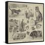 Cats' Home at Battersea-Louis Wain-Framed Stretched Canvas