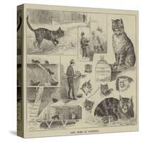 Cats' Home at Battersea-Louis Wain-Stretched Canvas