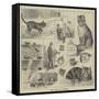 Cats' Home at Battersea-Louis Wain-Framed Stretched Canvas