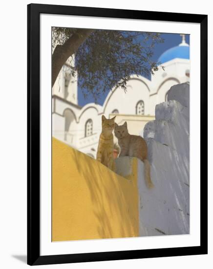 Cats in Akrotiri, Santorini, Cyclades, Greek Islands, Greece, Europe-Papadopoulos Sakis-Framed Photographic Print