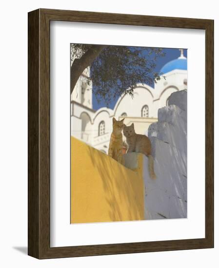 Cats in Akrotiri, Santorini, Cyclades, Greek Islands, Greece, Europe-Papadopoulos Sakis-Framed Photographic Print