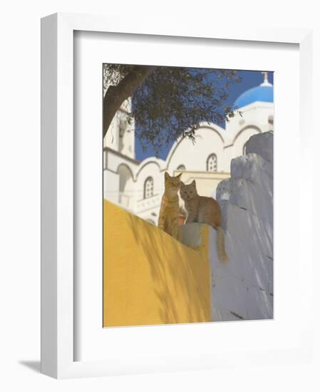 Cats in Akrotiri, Santorini, Cyclades, Greek Islands, Greece, Europe-Papadopoulos Sakis-Framed Photographic Print