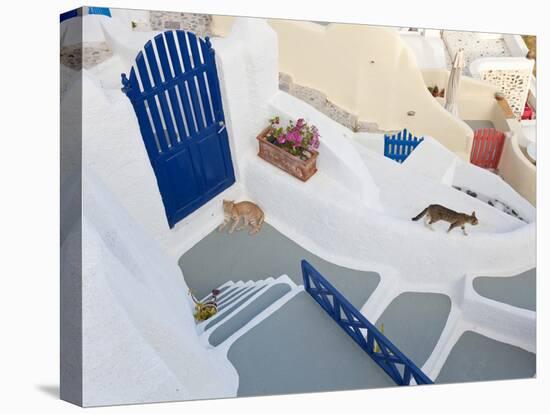 Cats, Oia, Santorini, Cyclades Islands, Greece-Peter Adams-Stretched Canvas