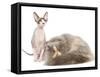 Cats, Persian and Sphynx in Studio-null-Framed Stretched Canvas