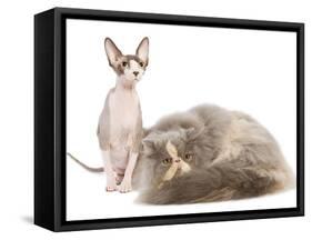 Cats, Persian and Sphynx in Studio-null-Framed Stretched Canvas