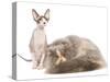 Cats, Persian and Sphynx in Studio-null-Stretched Canvas