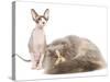 Cats, Persian and Sphynx in Studio-null-Stretched Canvas