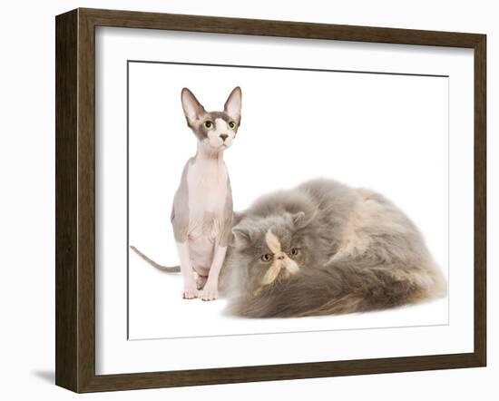 Cats, Persian and Sphynx in Studio-null-Framed Photographic Print