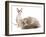 Cats, Persian and Sphynx in Studio-null-Framed Photographic Print