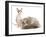 Cats, Persian and Sphynx in Studio-null-Framed Photographic Print