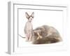 Cats, Persian and Sphynx in Studio-null-Framed Photographic Print