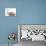 Cats, Persian and Sphynx in Studio-null-Mounted Photographic Print displayed on a wall