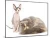 Cats, Persian and Sphynx in Studio-null-Mounted Photographic Print