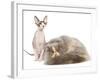 Cats, Persian and Sphynx in Studio-null-Framed Photographic Print