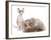 Cats, Persian and Sphynx in Studio-null-Framed Photographic Print