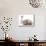 Cats, Persian and Sphynx in Studio-null-Mounted Photographic Print displayed on a wall