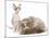 Cats, Persian and Sphynx in Studio-null-Mounted Photographic Print