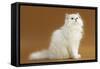 Cats, Persian Chinchilla-null-Framed Stretched Canvas