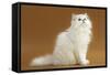 Cats, Persian Chinchilla-null-Framed Stretched Canvas